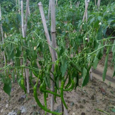 Ո(qng)ָ@ʲôrԓʲôˎ